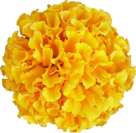 Marigold Flower Cutout 