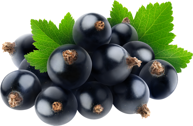 Black Currant Berries Cutout